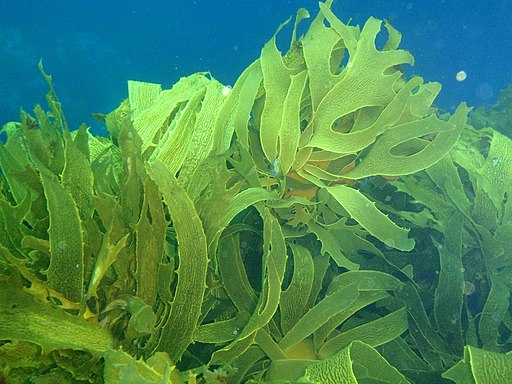 seaweed kelp forest