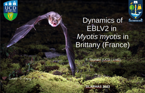 Typical hunting behaviour of myotis myotis: flying close to the ground in a forest habitat with low vegetation, in search of carbids.