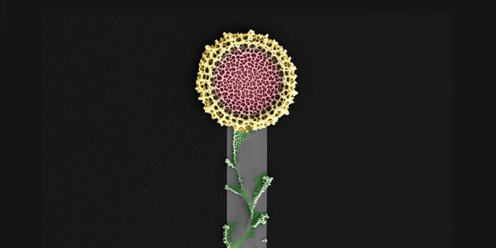 This image shows a device in the shape of a flower which is currently being used as the transducer for Alzheimer’s disease diagnostics development project at Northwestern University.