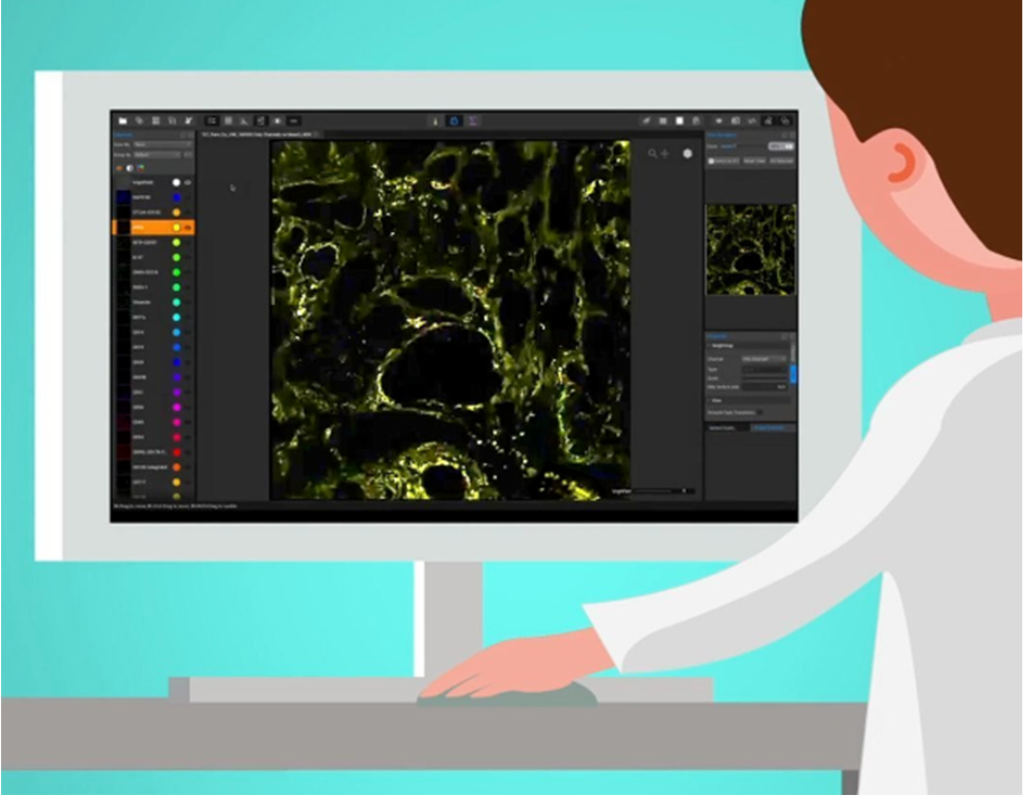 MACSima allows the visualisation of cells in place in a tissue, along with proteins they express