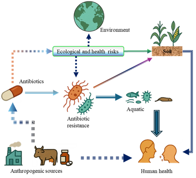 Pathways of antibiotics release into the environment and risks to human health.  Pathways of antibiotics release into the environment and risks to human health.